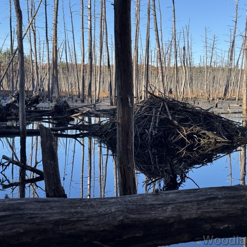Beaver lodge among standing dead trees reflected in the still pond water