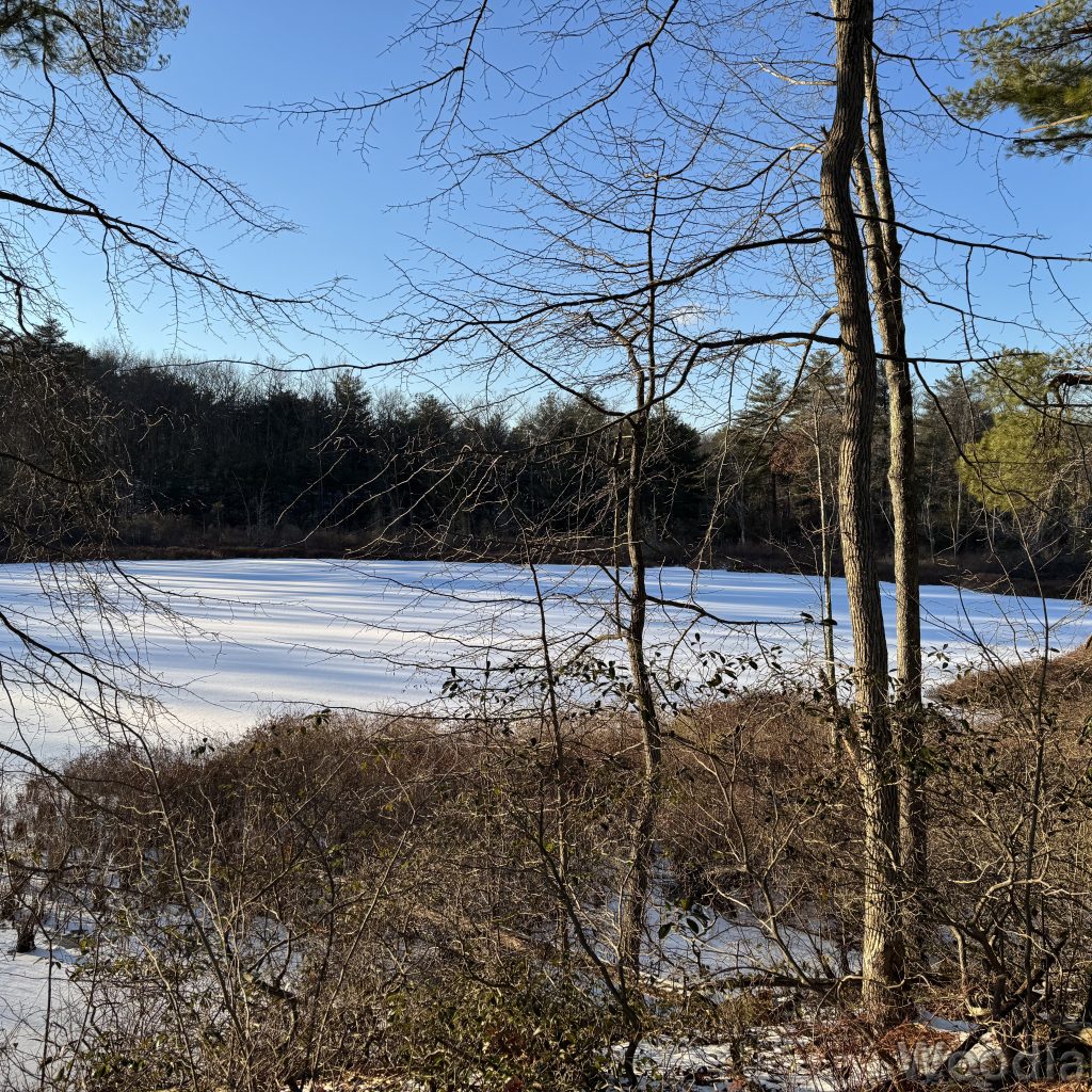 Snow-covered frozen pond in shadow beneath a blue sky