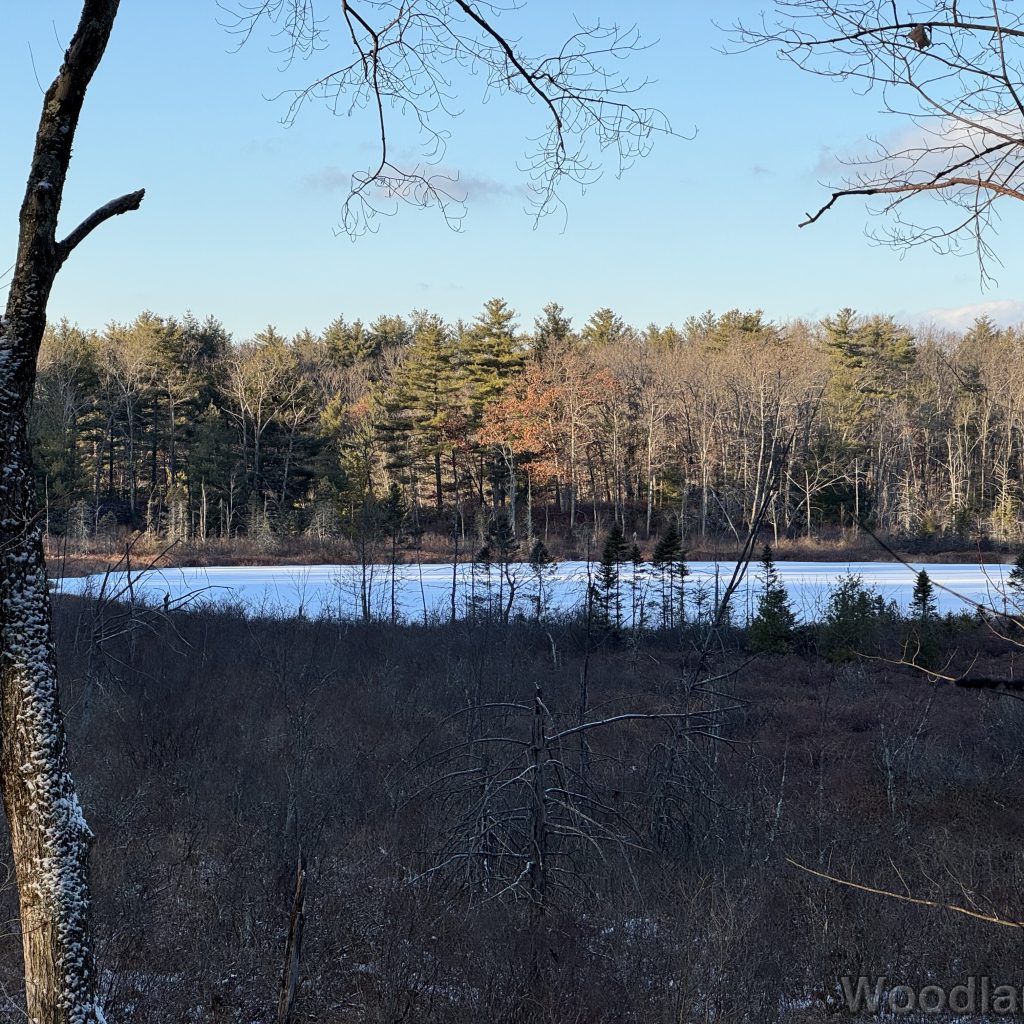 Frozen snow-covered pond among barren trees under a blue sky