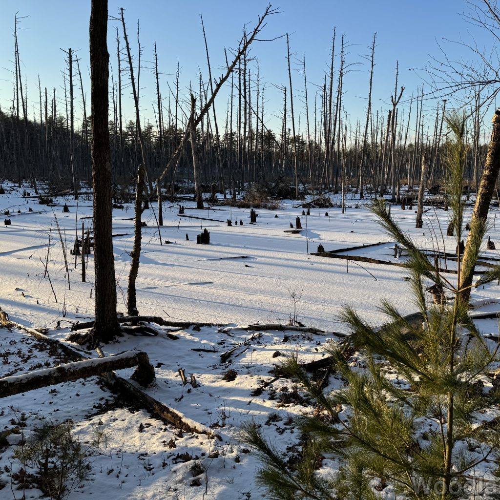 Still snow-covered frozen pond illuminated by light with long shadows