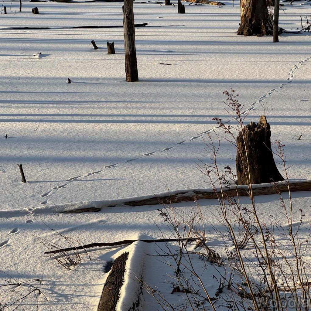 Animal tracks across a snow-covered frozen pond with long tree shadows