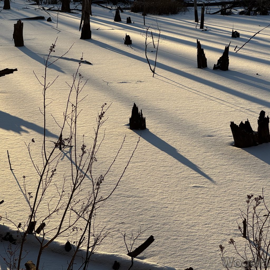 Late afternoon winter sunlight casting a long shadow from a tree stump across a frozen snow-covered pond