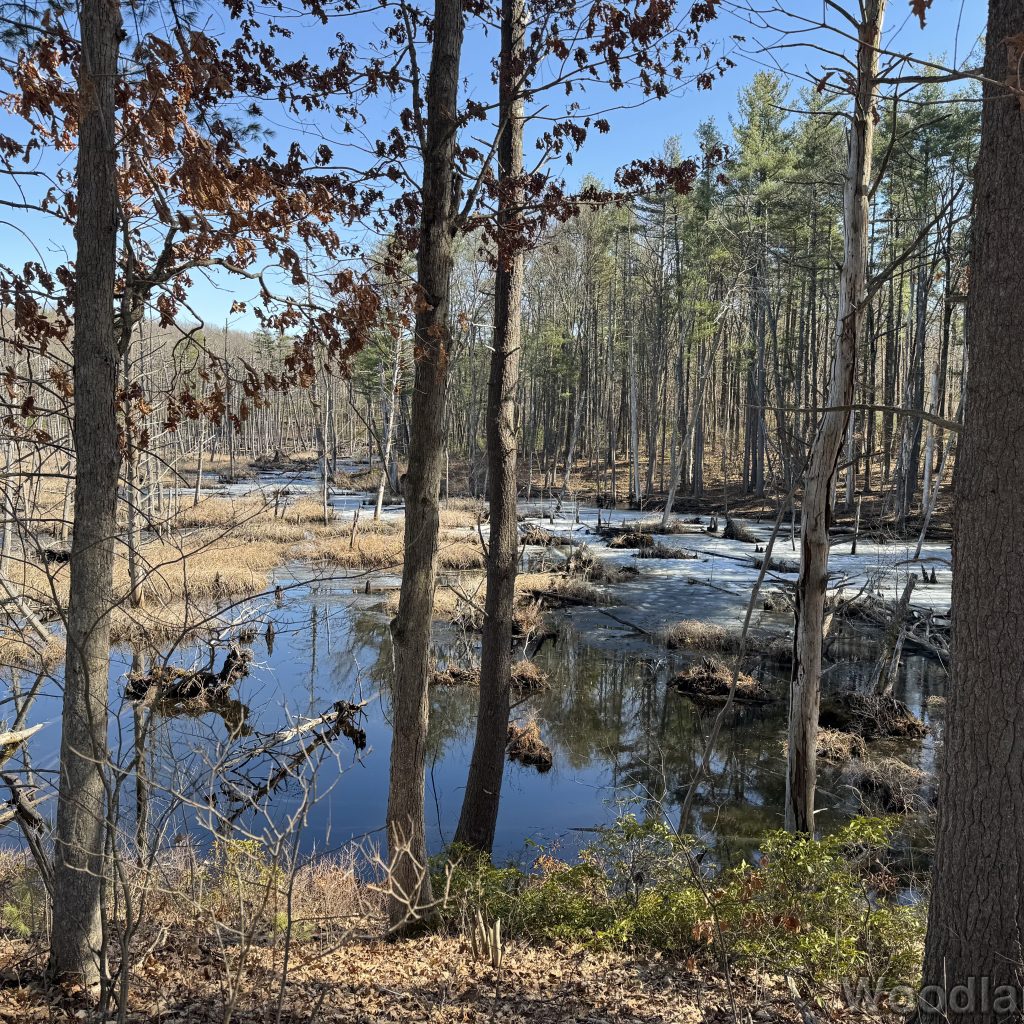 Pond with partial shoreline ice and thawed water surrounded by tall trees