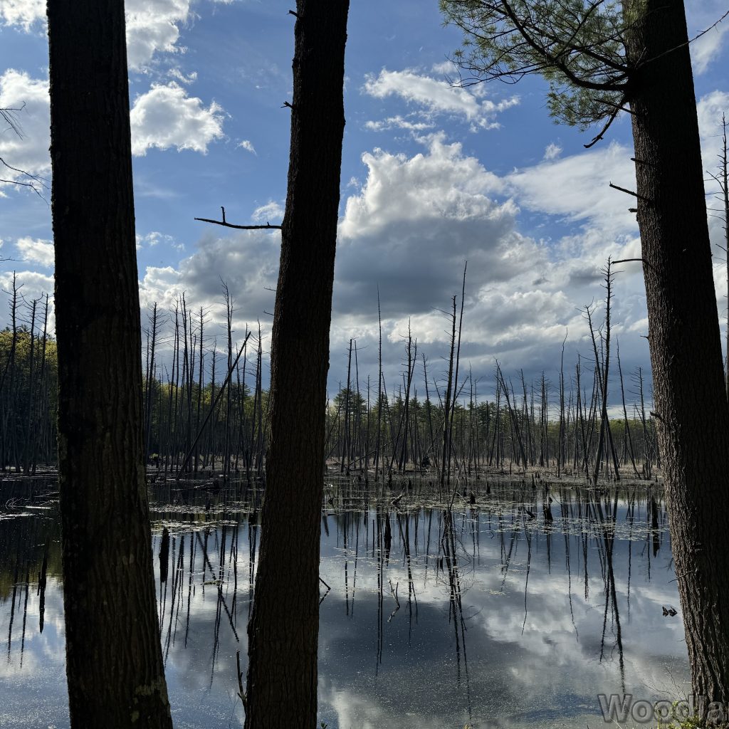 Still pond with standing dead trees reflecting clouds above