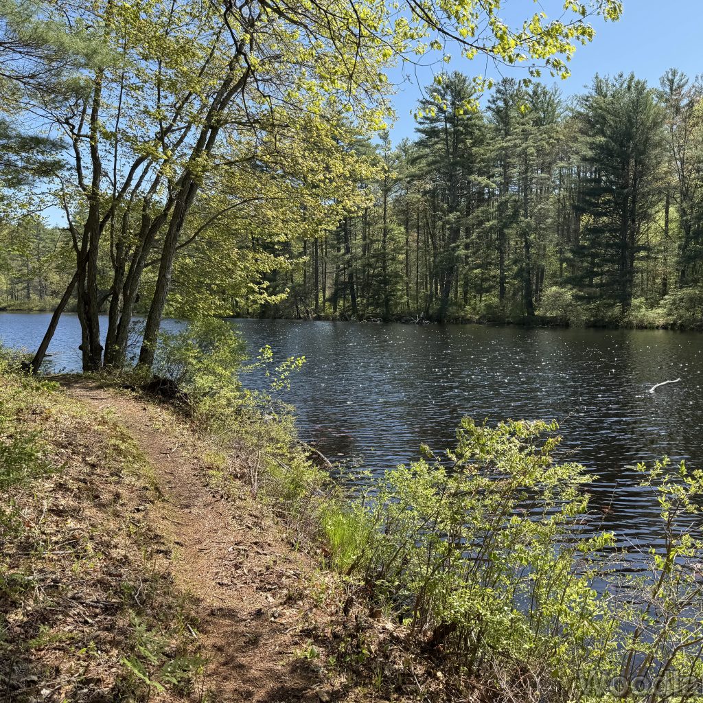 Trail curving along a pond shoreline with sunlight sparkling on the water