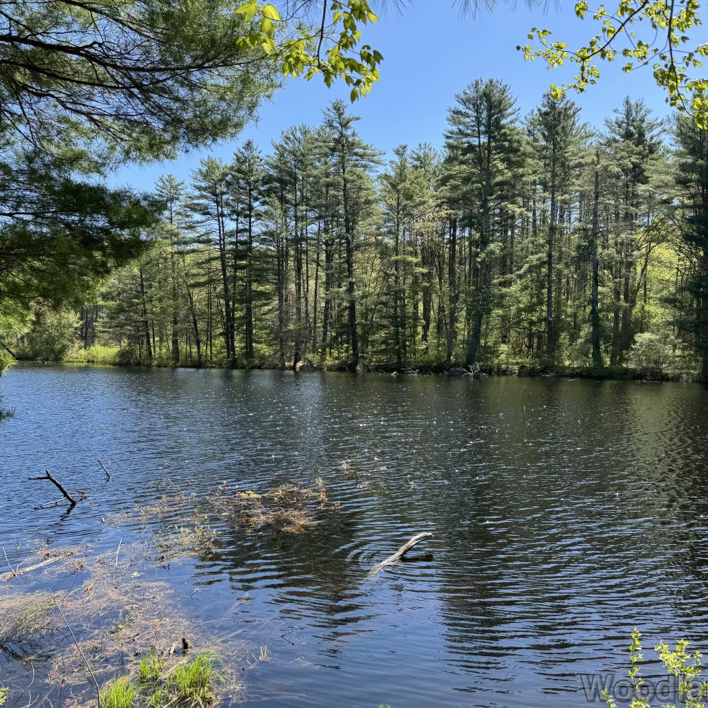 Sunlight sparkling on pond surface with tall trees along the distant shore
