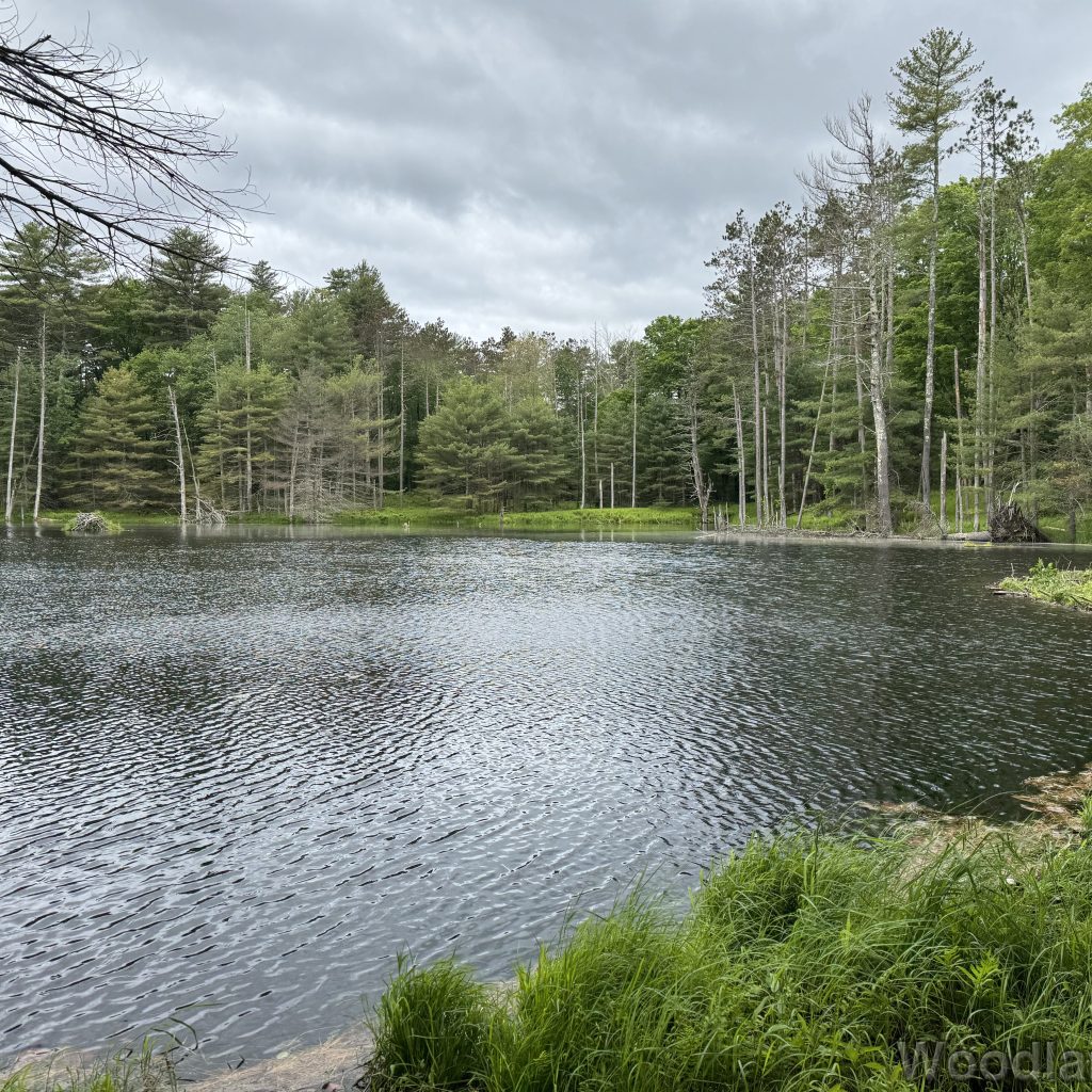 Ripples across a pond surrounded by grass and trees