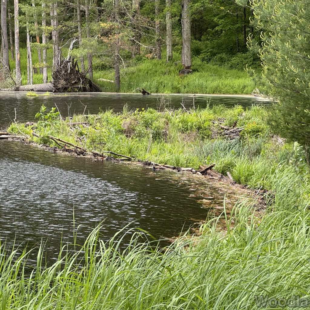 Horseshoe-shaped beaver dam holding back pond water surrounded by trees and grass
