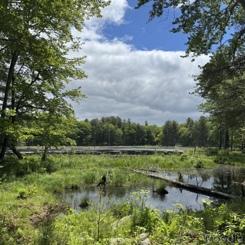 Beaver dam dividing a pond into two levels beneath a partly cloudy sky