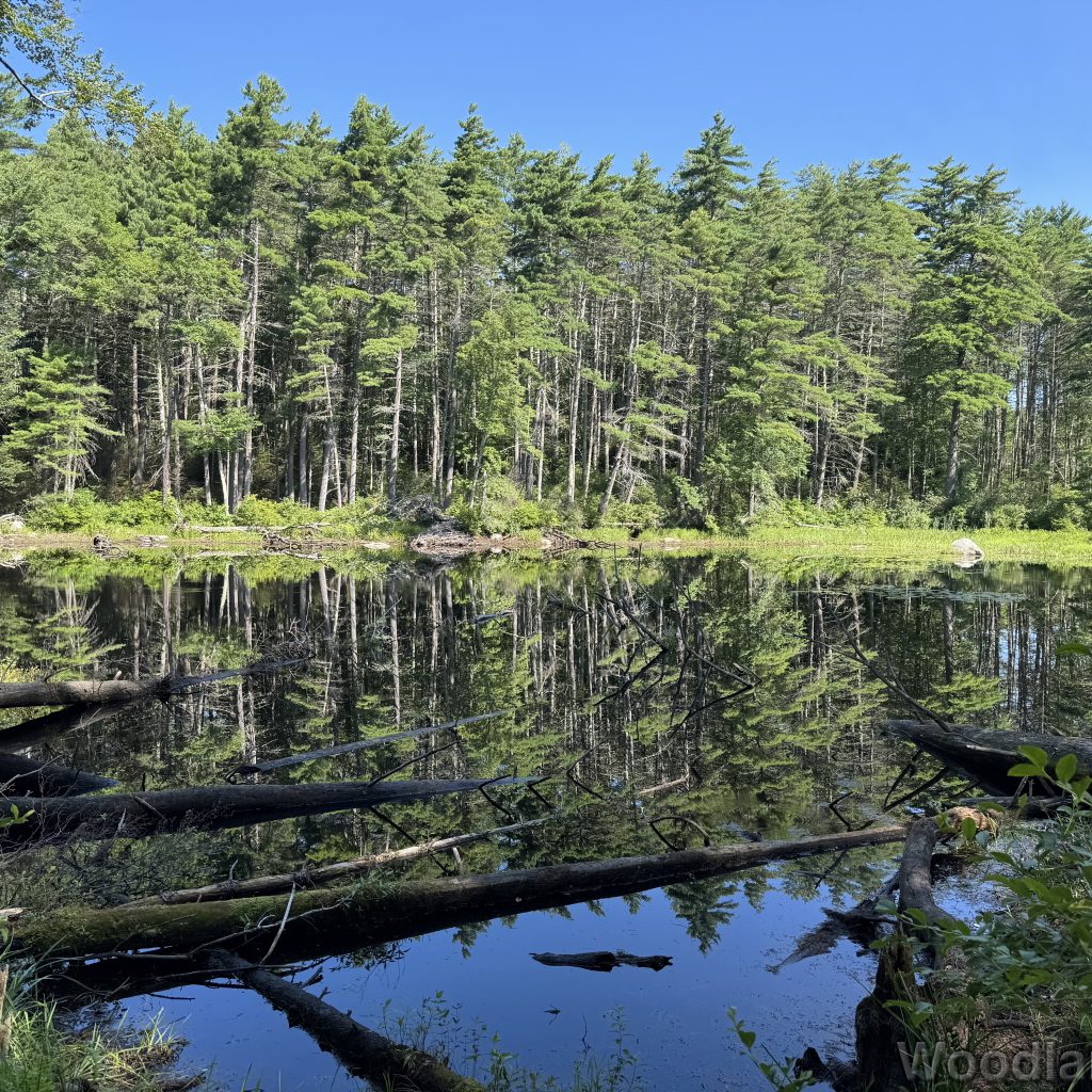 Glassy pond reflecting tall trees on the far shore