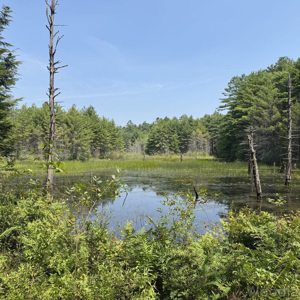 Still pond with green grasses on the far shore surrounded by dense forest