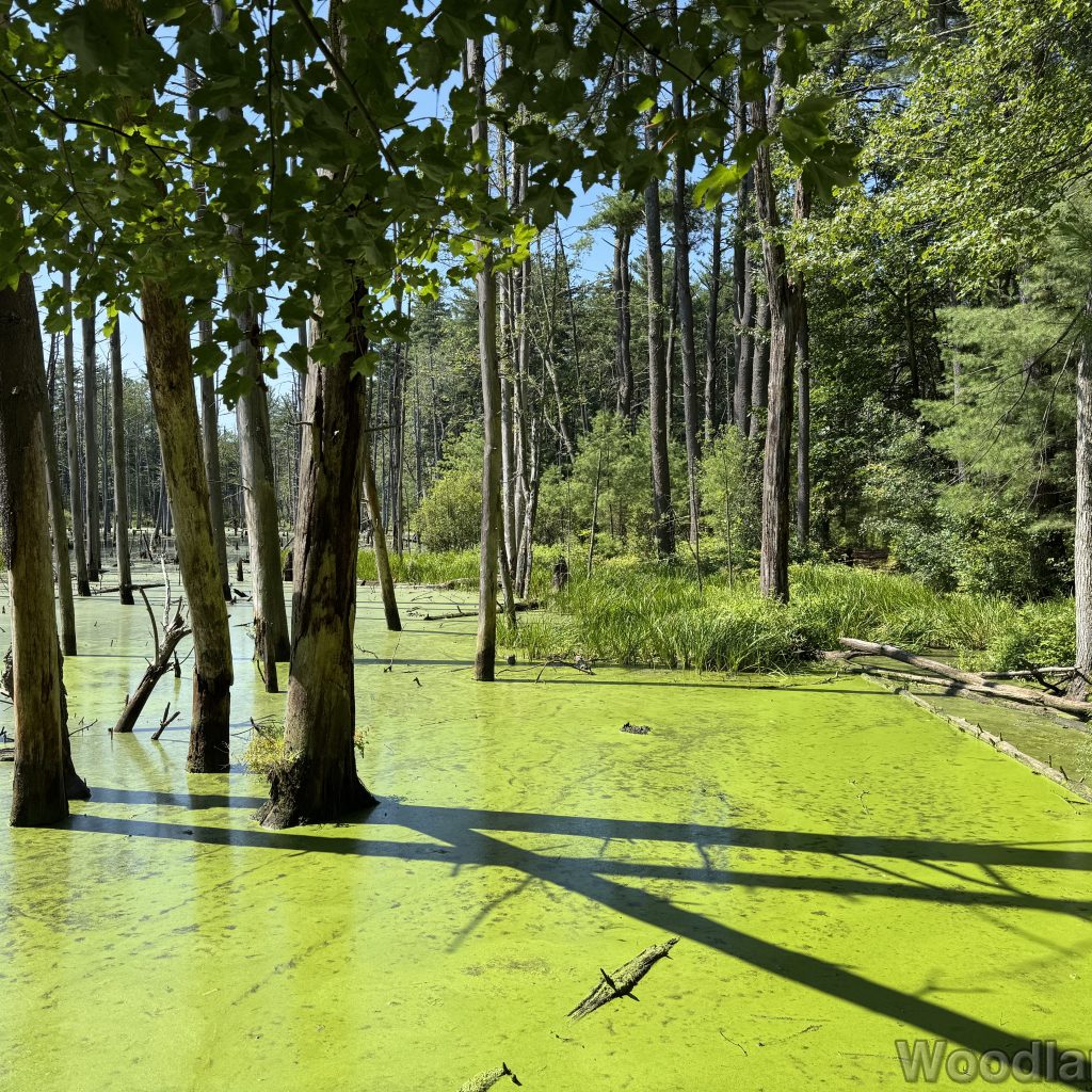 Pond surrounded by lush greenery with bright green algae on the surface