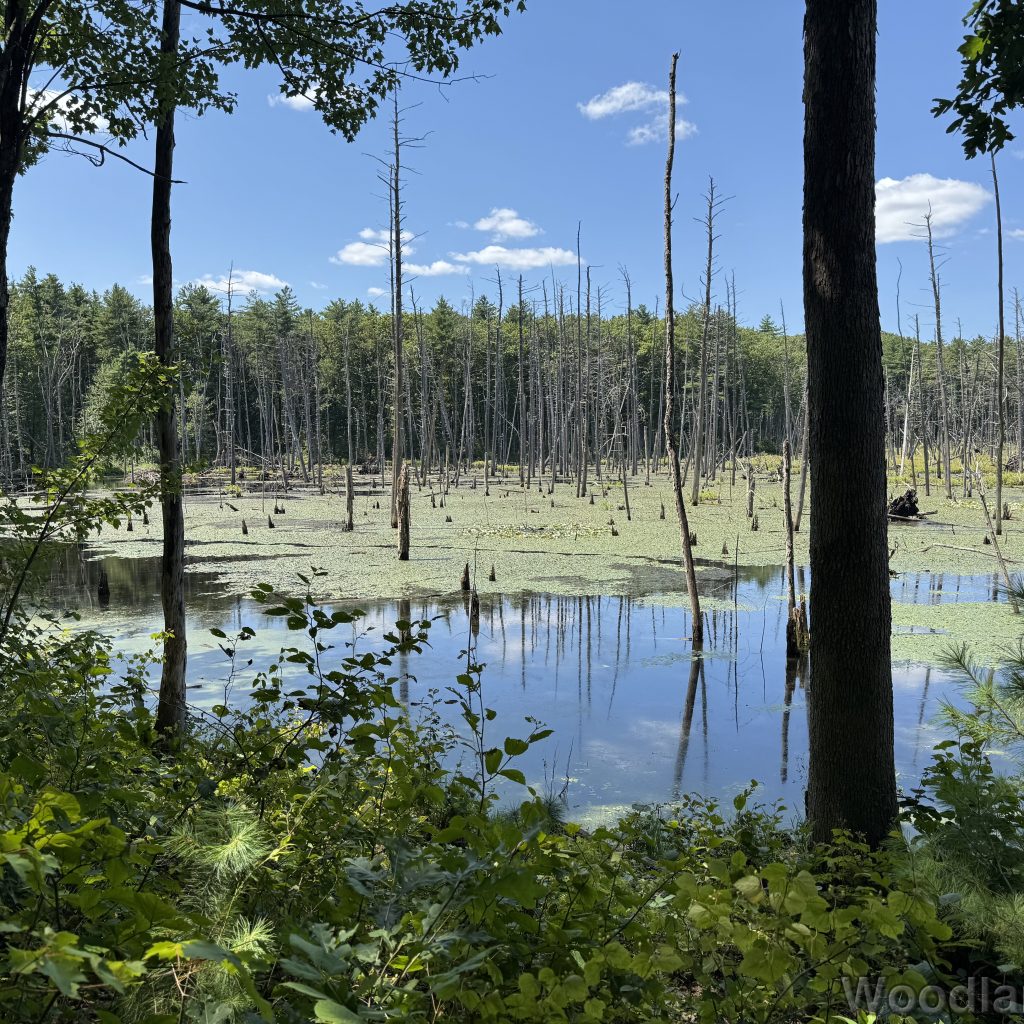 Green pond with dense lily pads, standing dead trees, and a shrub-covered shoreline