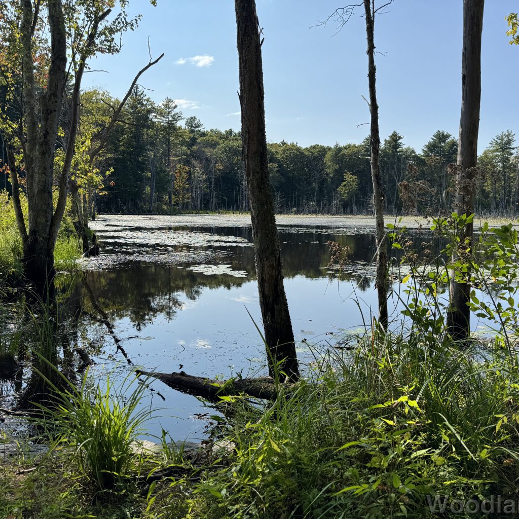 Pond partially covered in lily pads surrounded by lush greenery