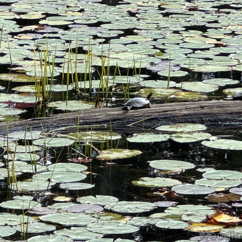 Two turtles perched on a log surrounded by lily pads