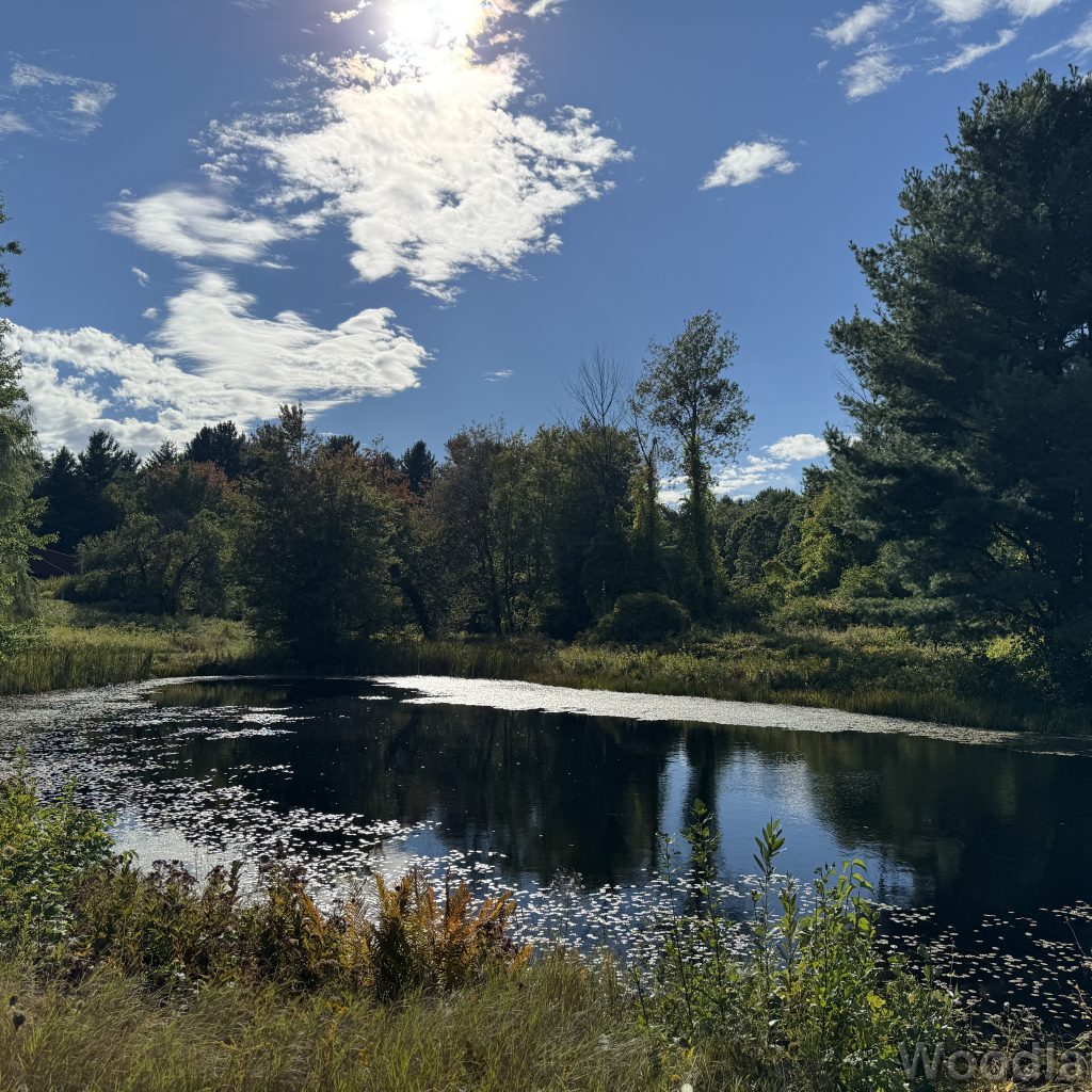Bright sunshine illuminating a pond surrounded by greenery