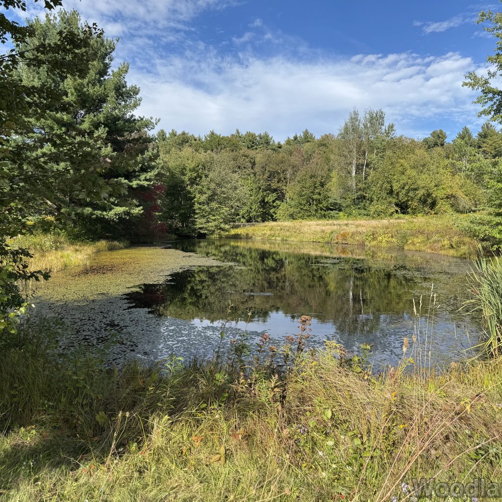 Still pond surrounded by lush green grasses and trees