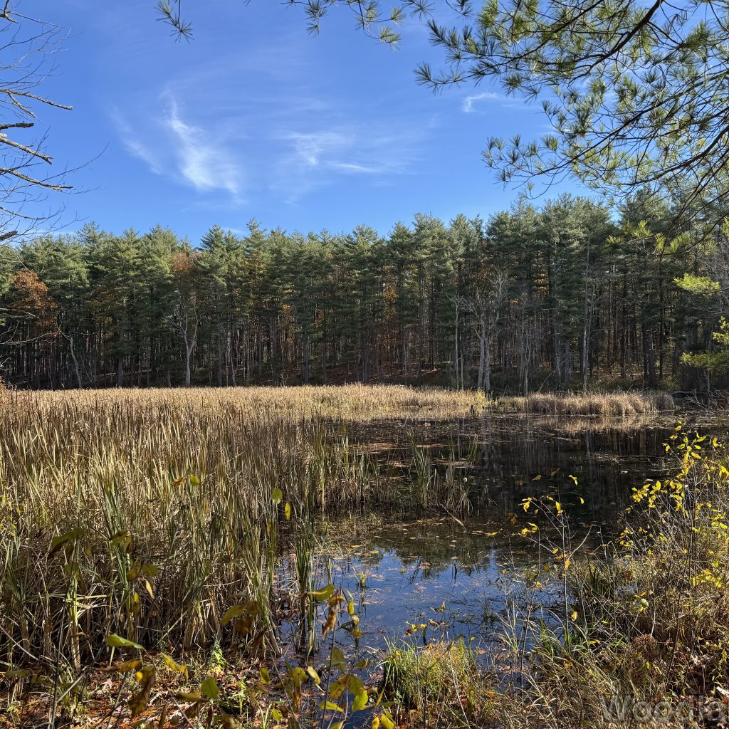 Tall grasses beside a pond with pine trees on the distant shore under a blue sky