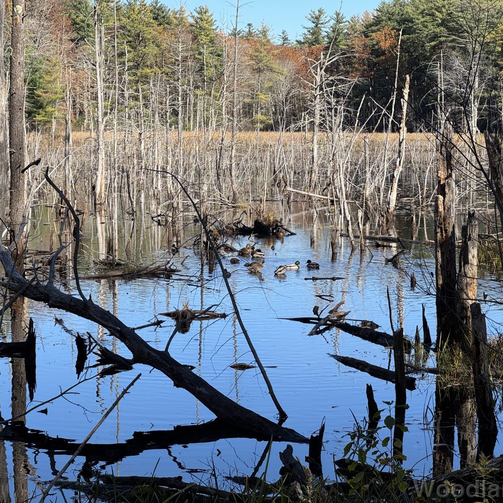 Dead trees standing in a pond with ducks floating on a glassy surface