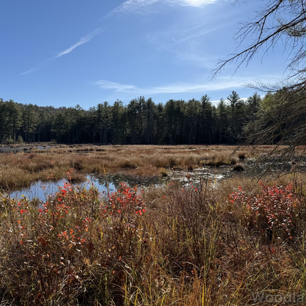 Dense dead grass dividing the pond with bright red leaves along the sunlit shoreline