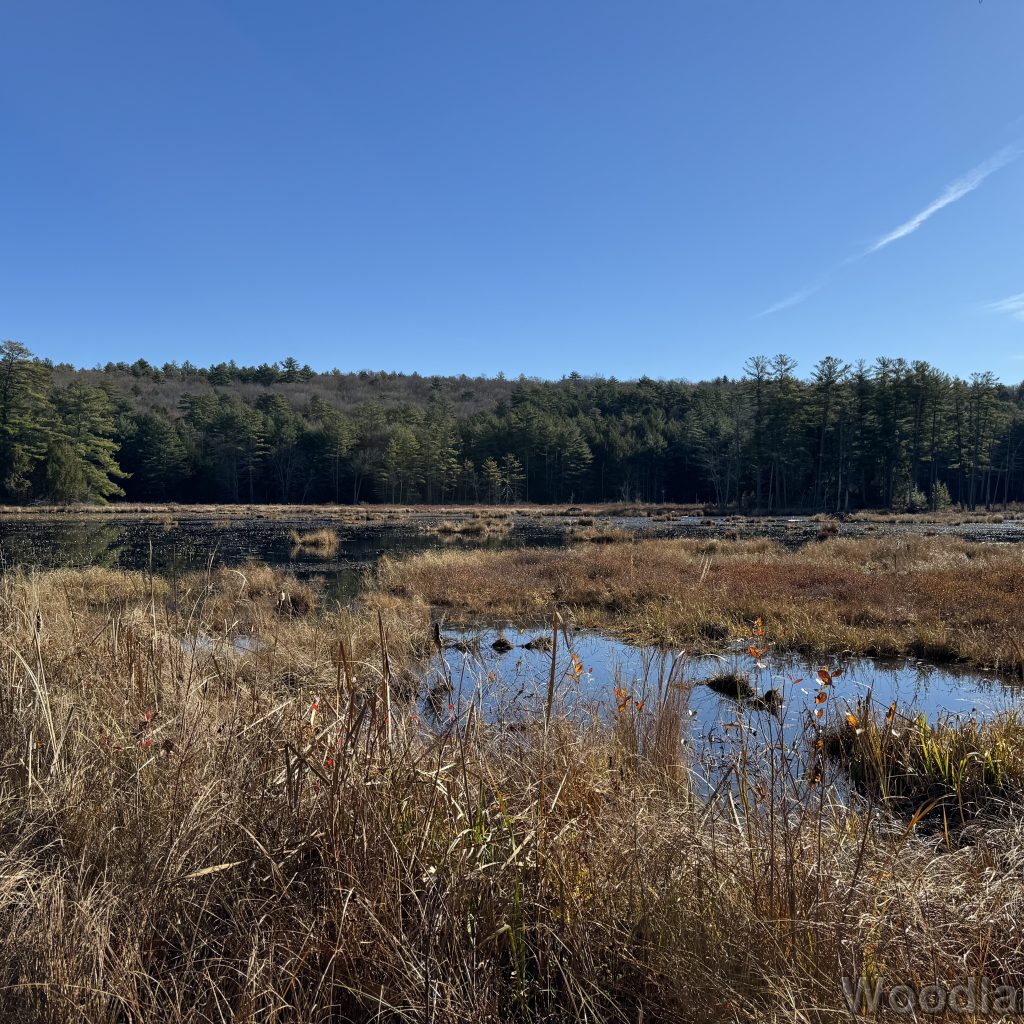 Pond with patches of open water and dead grass under a bright blue sky
