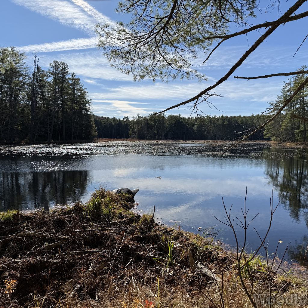 Light reflecting off the surface of a pond surrounded by dense forest