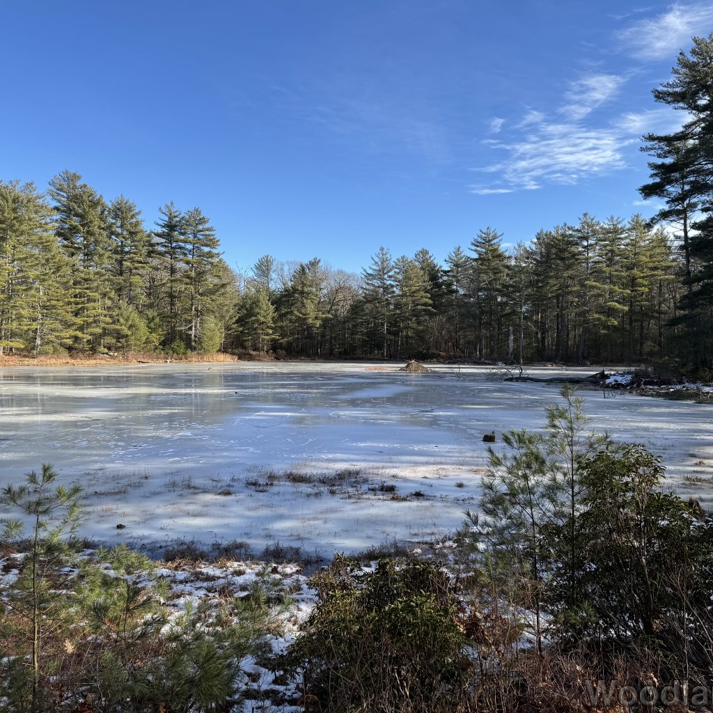Frozen pond with a distant beaver lodge surrounded by pine trees
