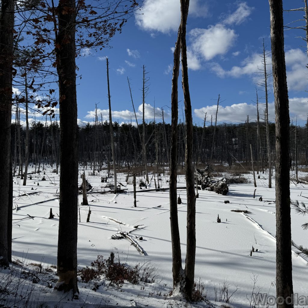 Low winter sunlight illuminating bright snow on a frozen pond beneath a blue sky