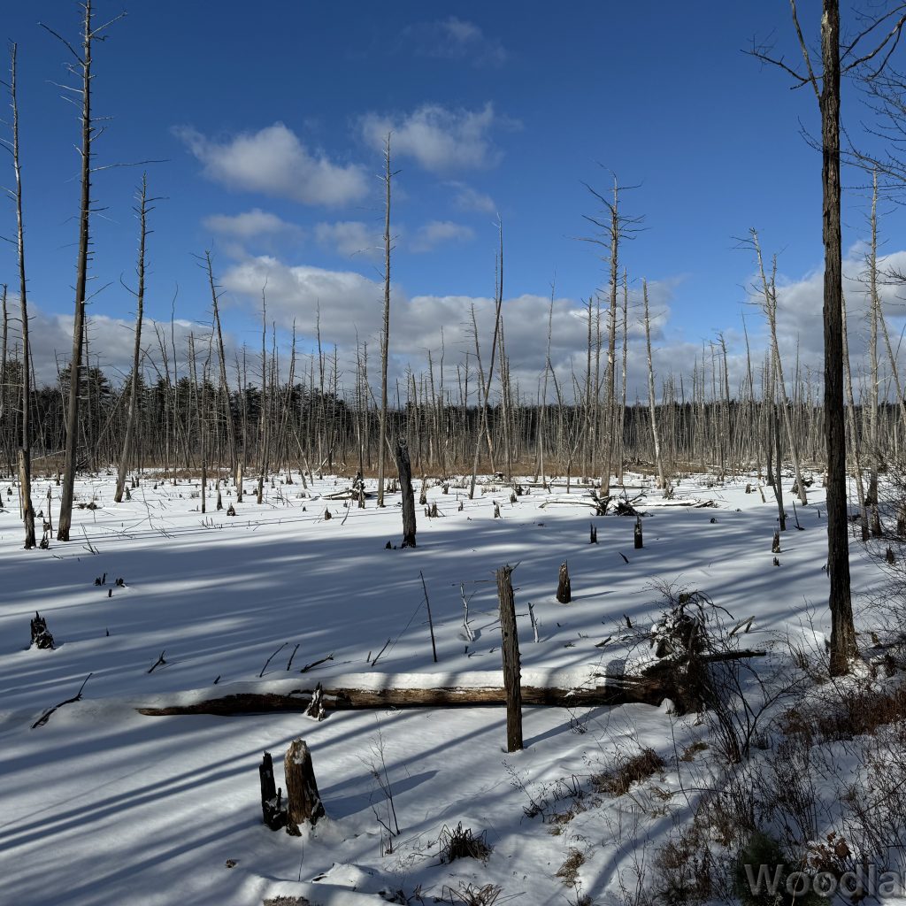 Frozen snow-covered beaver pond with standing dead trees and strong light and shadow contrast