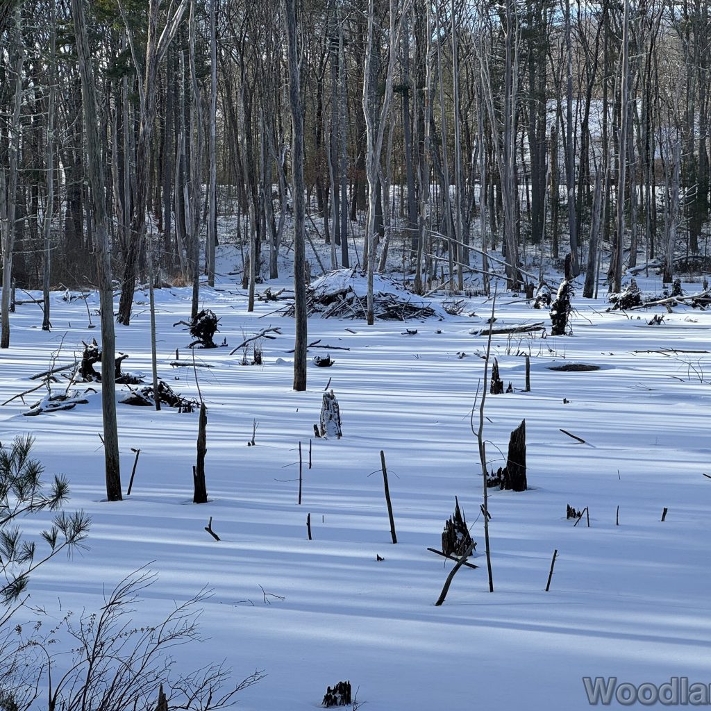 Long tree shadows stretching across a frozen snow-covered pond with a beaver lodge in the distance