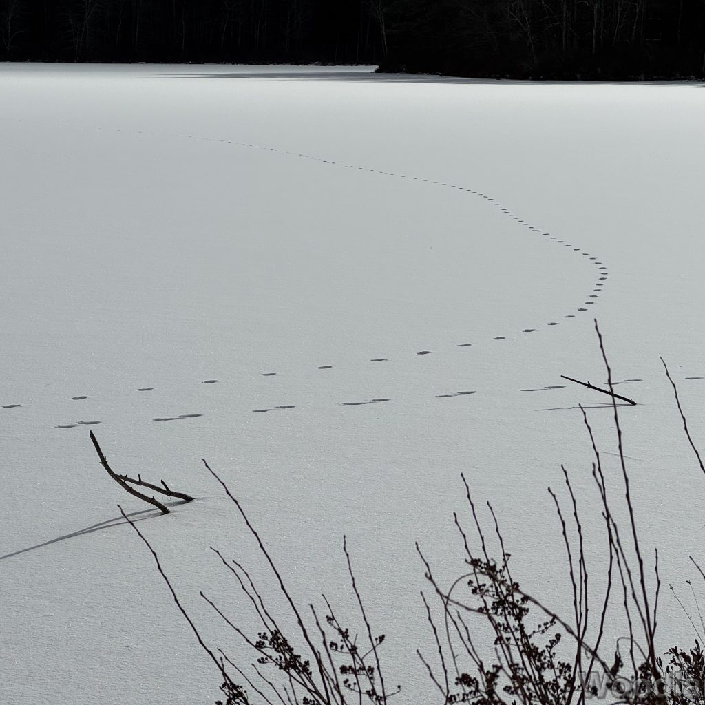 Fresh animal tracks crossing a frozen snow-covered pond