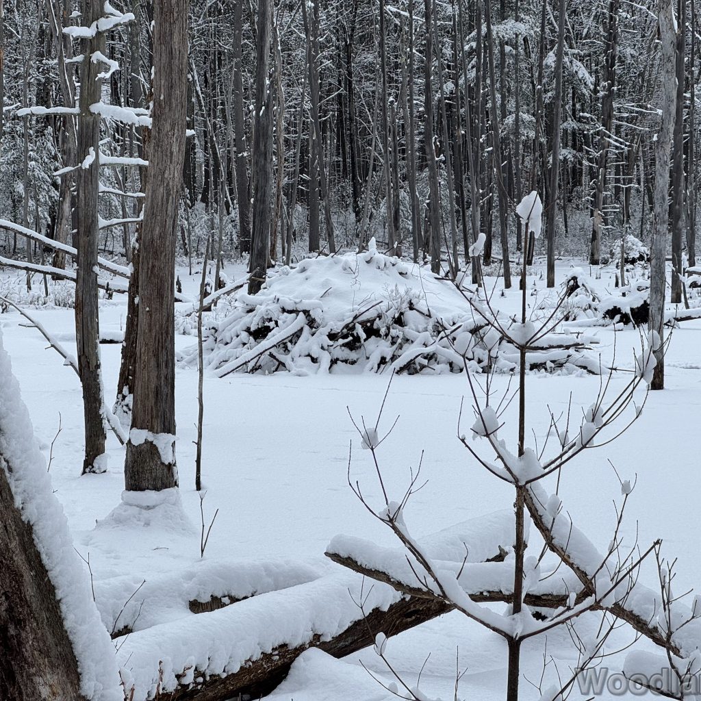 Snow-covered beaver lodge in a frozen pond during winter