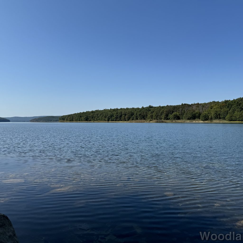 Rippled surface of Quabbin Reservoir with bright sunlight illuminating the dark green forest along the distant shore