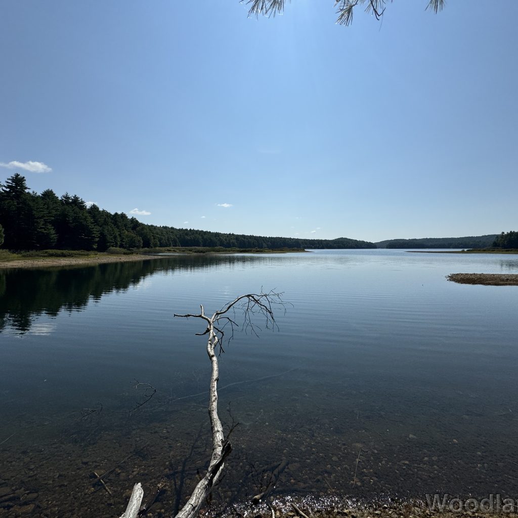 Fallen tree branch extending from the shoreline into the calm, glassy waters of Quabbin Reservoir under a bright blue sky