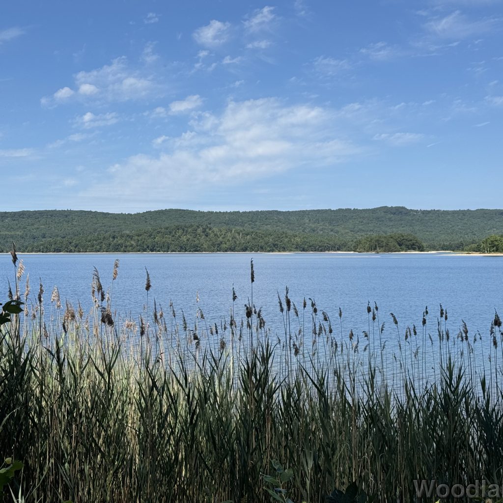 View of Quabbin Reservoir through tall grasses along the shoreline