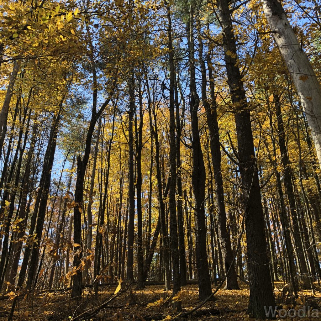 Dense forest filled with bright yellow fall foliage