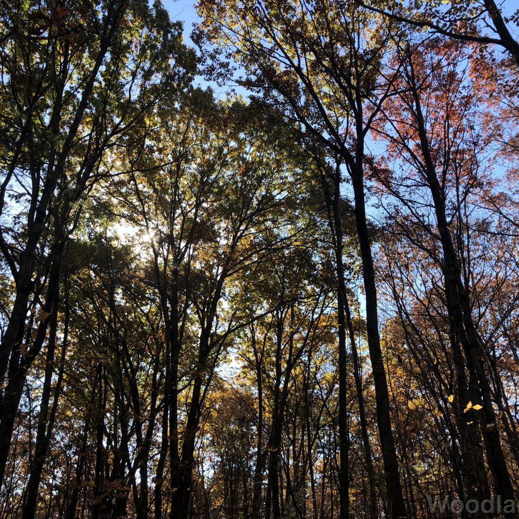 Sunlight filtering through a forest with leaves beginning to change color in autumn
