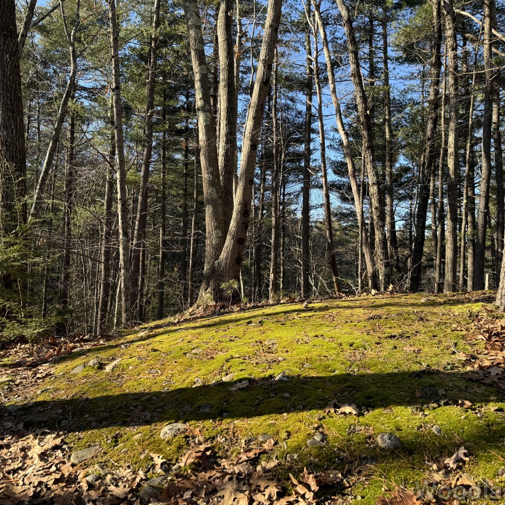 Sunlight illuminating vibrant green moss on a small forest hillside