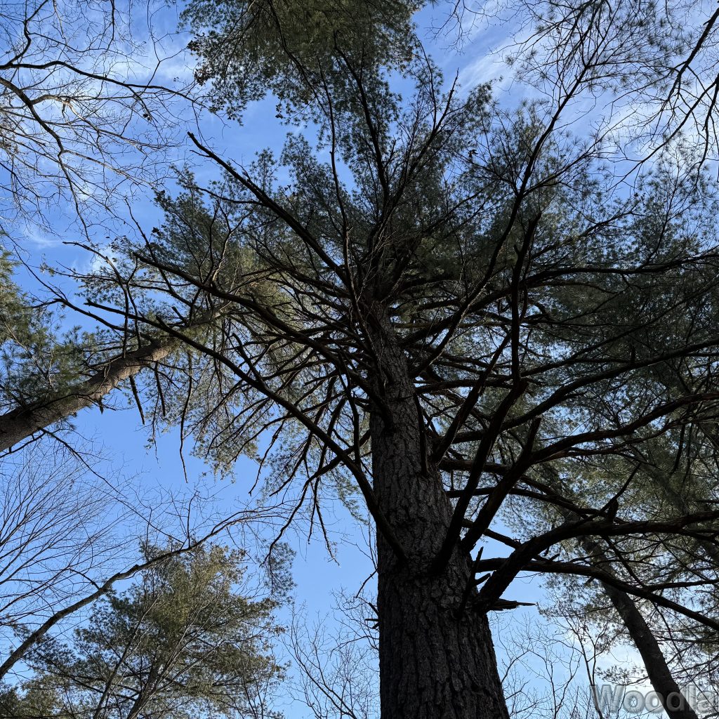 White pine standing tall in the forest reaching toward a light blue sky
