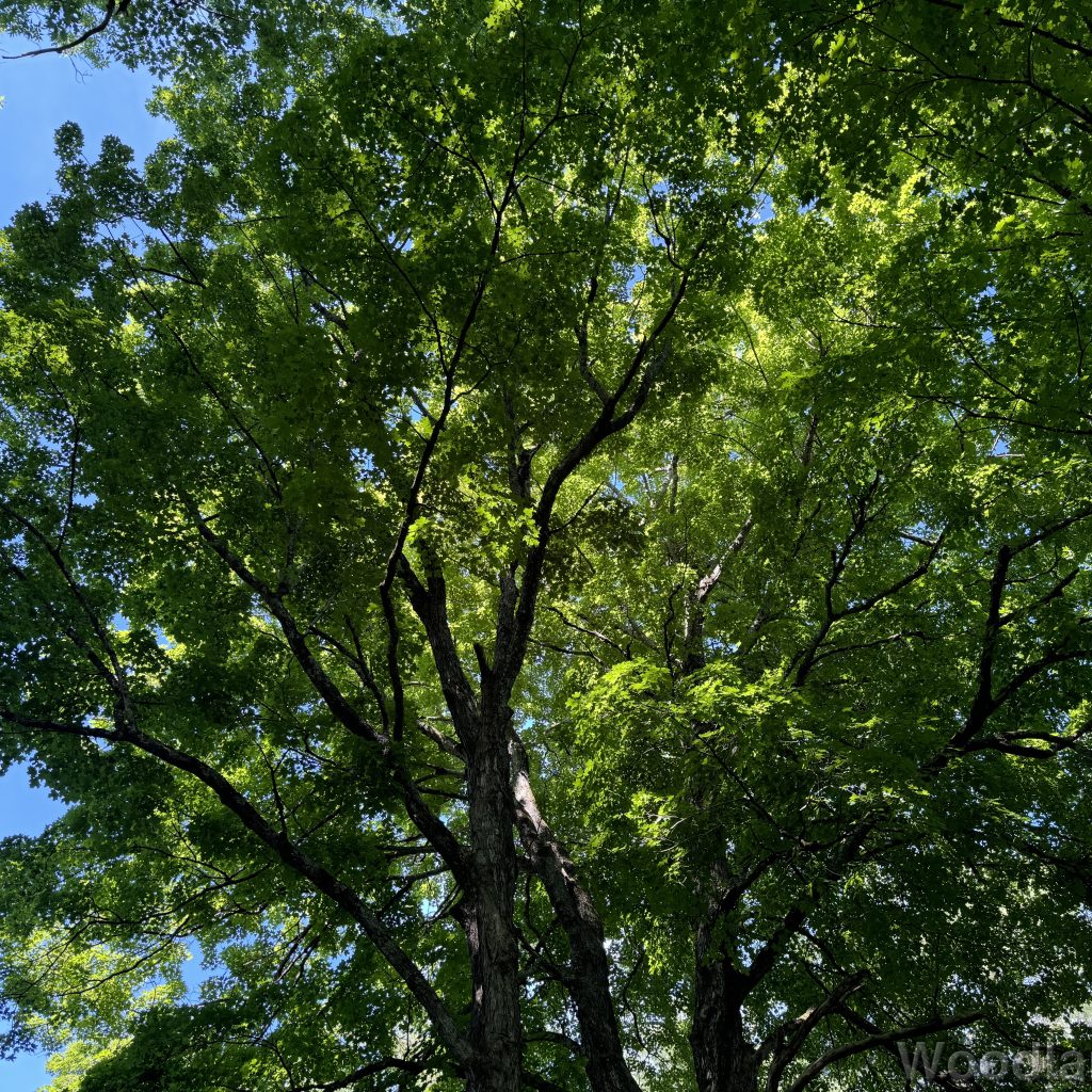 Oak trees reaching skyward forming a dense green canopy