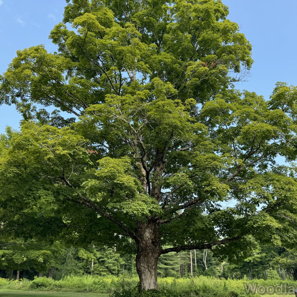 Large maple tree standing tall on the former Dana town common