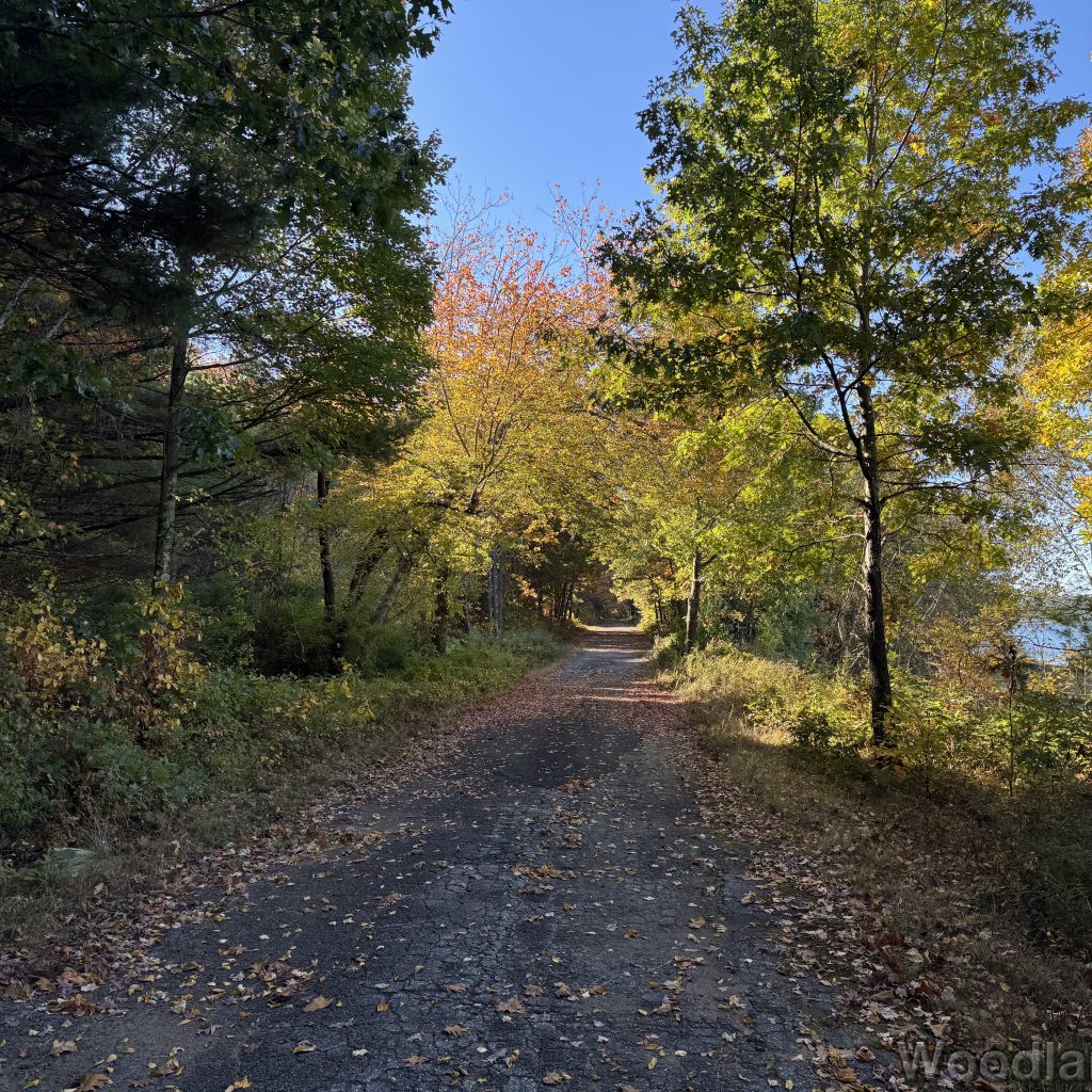 Rural road lined with trees changing to fall colors