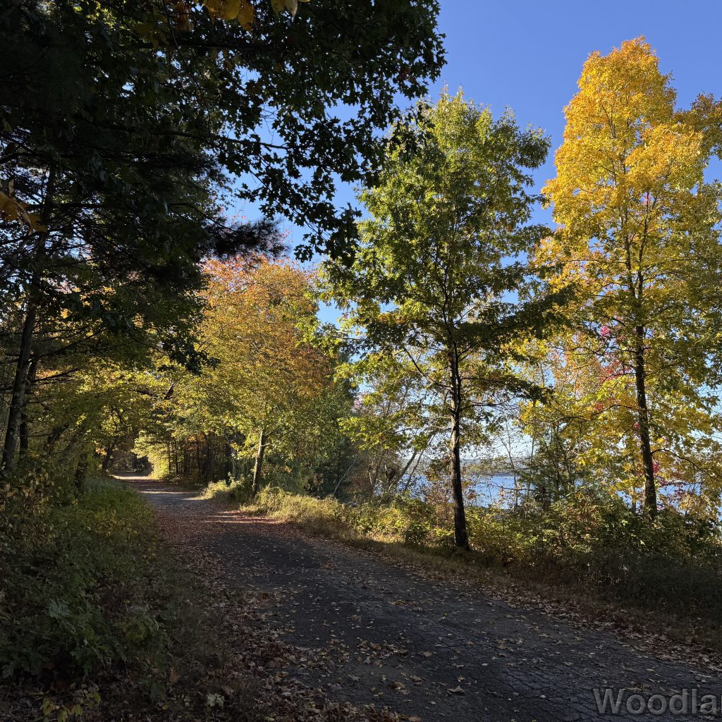 Yellow tree next to a green tree along a sunlit road