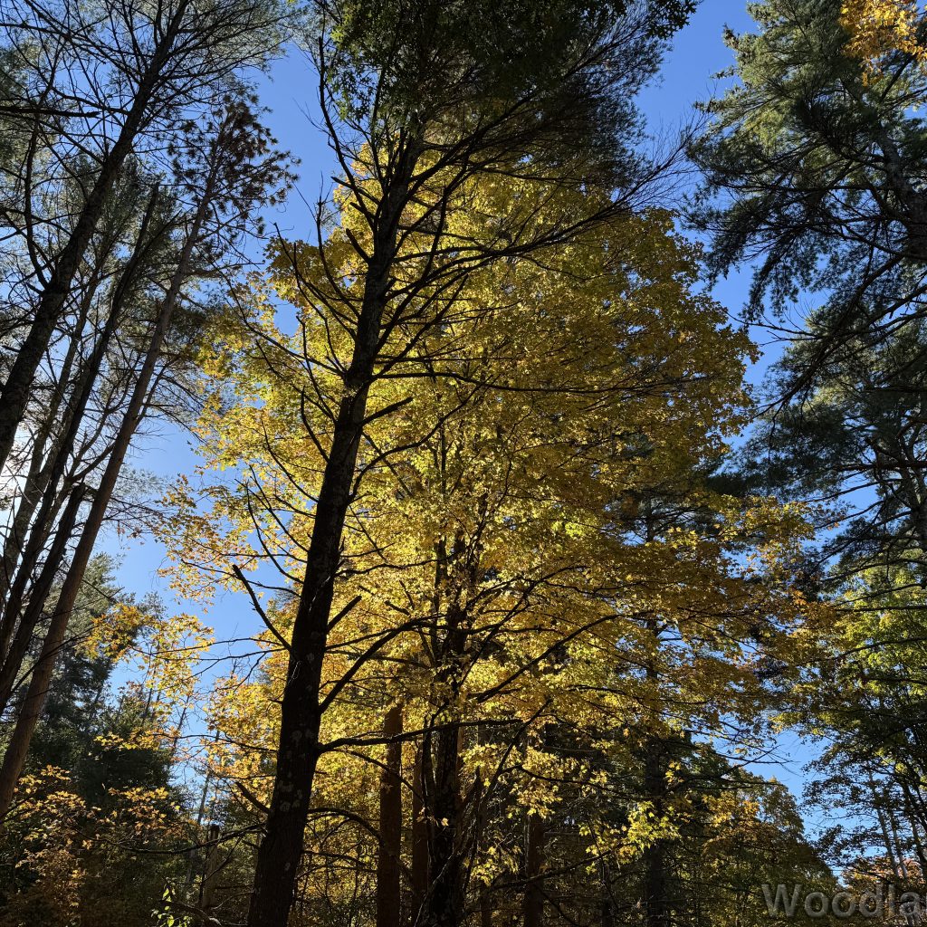 Sunlight illuminating a large tree full of yellow leaves