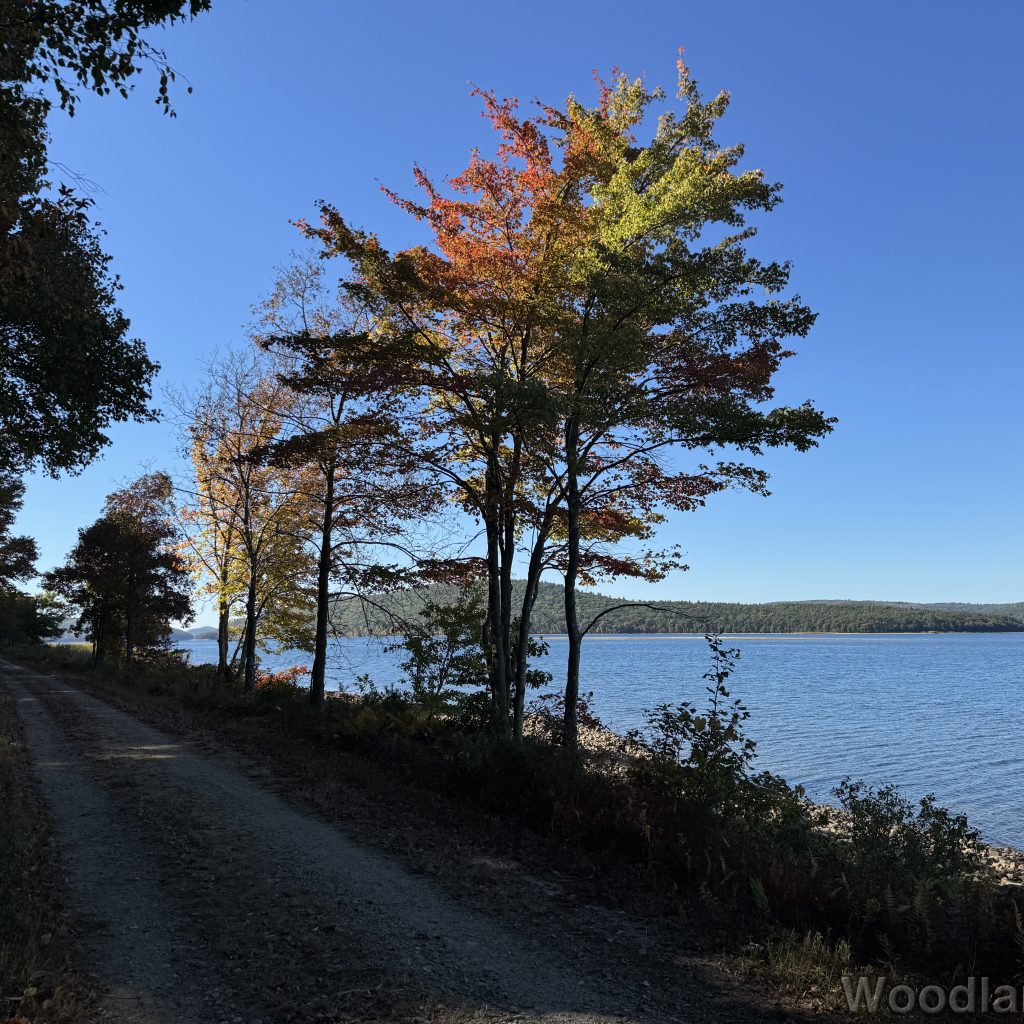 Sunlight shining on colorful tree above a shaded road at Quabbin Reservoir