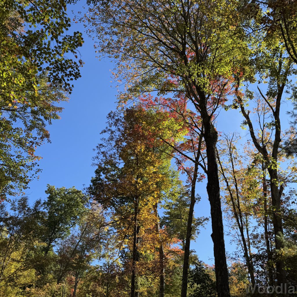 Trees displaying a wide array of leaf colors against a clear blue sky