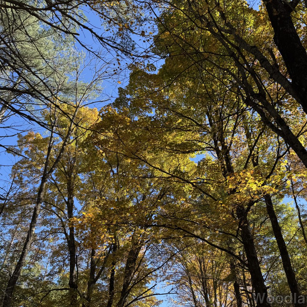 Looking up at towering trees with vibrant yellow leaves