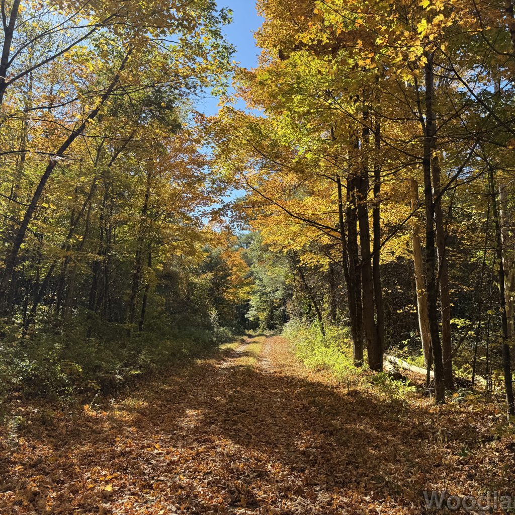 Forest road covered in fallen leaves and lined with bright yellow trees