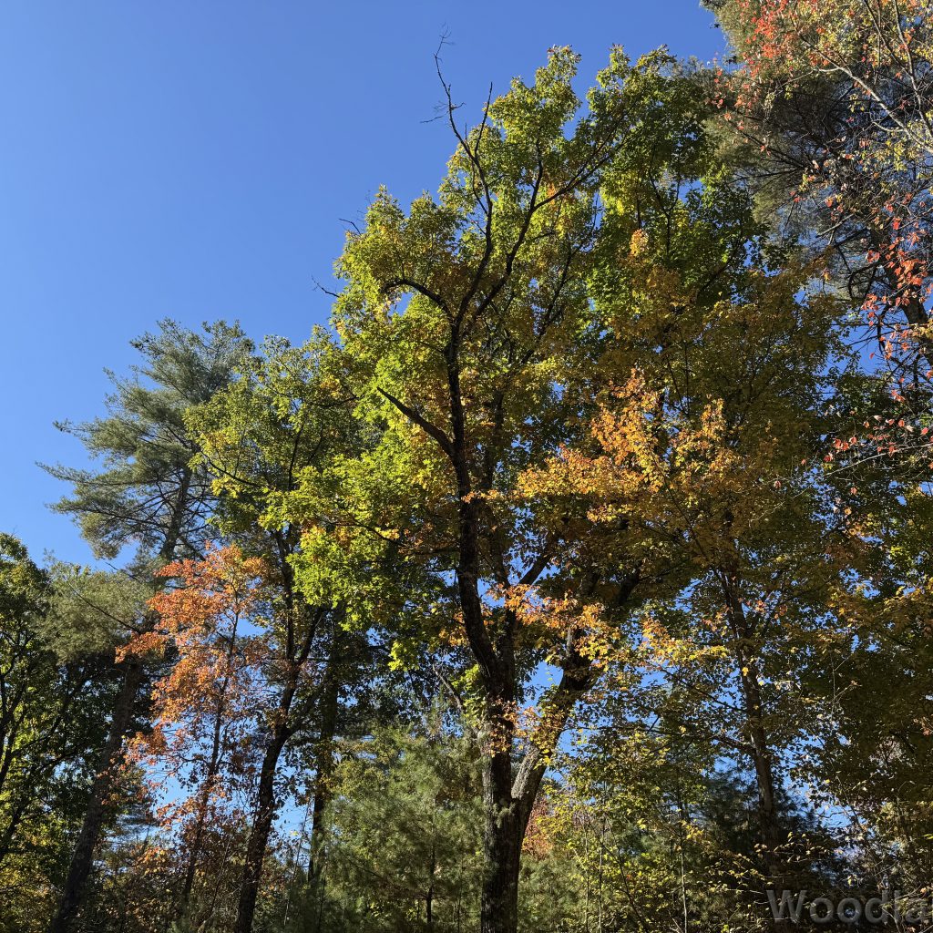 Trees beginning to change color against a clear blue sky
