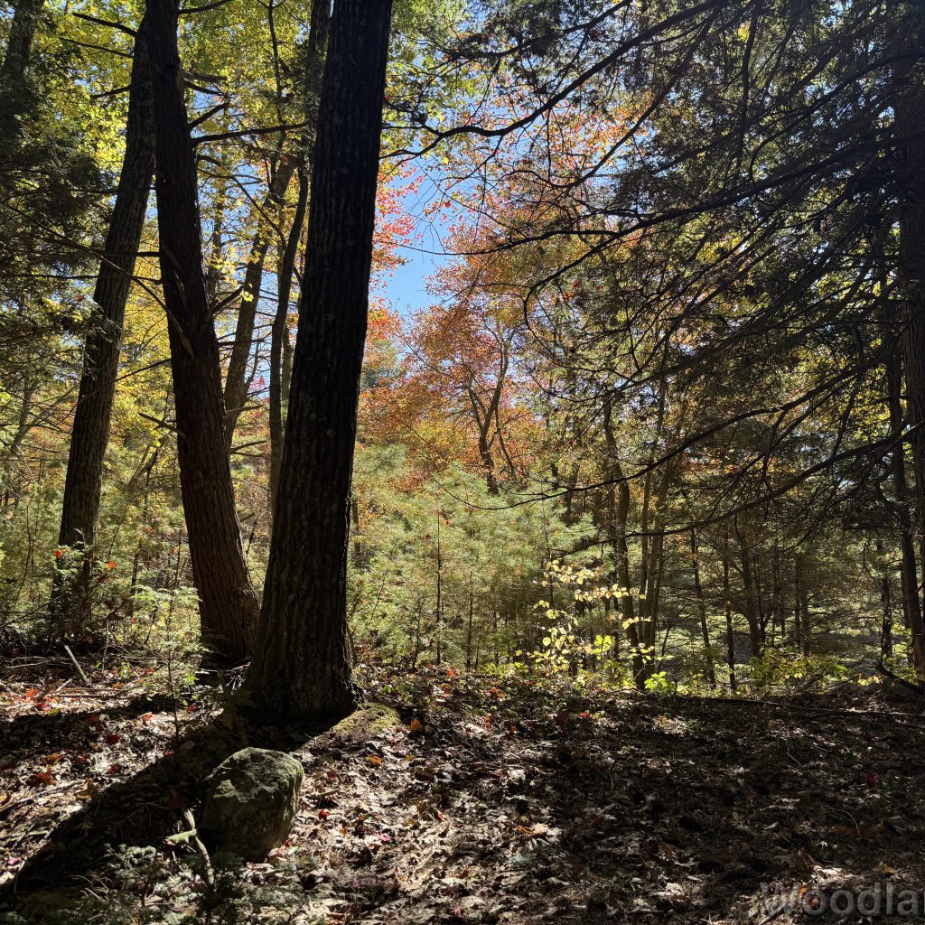 Sunlight streaming onto forest floor with fall colors in the distance
